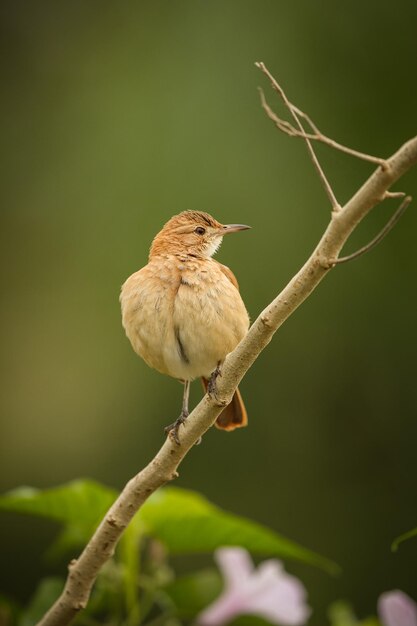 Ave majestuosa y colorida en el hábitat natural Aves del norte de Pantanal Brasil salvaje Fauna brasileña llena de selva verde Naturaleza y desierto de América del Sur