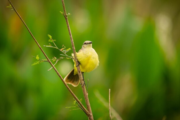 Ave majestuosa y colorida en el hábitat natural Aves del norte de Pantanal Brasil salvaje Fauna brasileña llena de selva verde Naturaleza y desierto de América del Sur