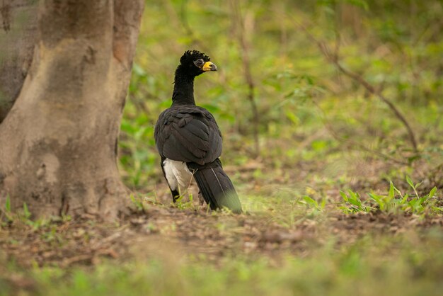 Ave majestuosa y colorida en el hábitat natural Aves del norte de Pantanal Brasil salvaje Fauna brasileña llena de selva verde Naturaleza y desierto de América del Sur