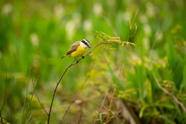 Ave majestuosa y colorida en el hábitat natural Aves del norte de Pantanal Brasil salvaje Fauna brasileña llena de selva verde Naturaleza y desierto de América del Sur