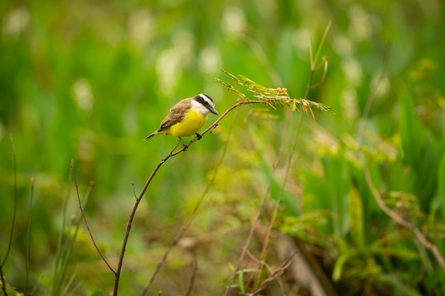 Ave majestuosa y colorida en el hábitat natural Aves del norte de Pantanal Brasil salvaje Fauna brasileña llena de selva verde Naturaleza y desierto de América del Sur