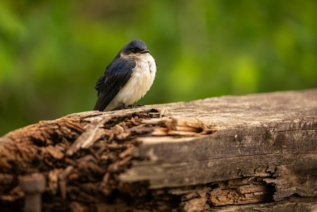 Ave majestuosa y colorida en el hábitat natural Aves del norte de Pantanal Brasil salvaje Fauna brasileña llena de selva verde Naturaleza y desierto de América del Sur