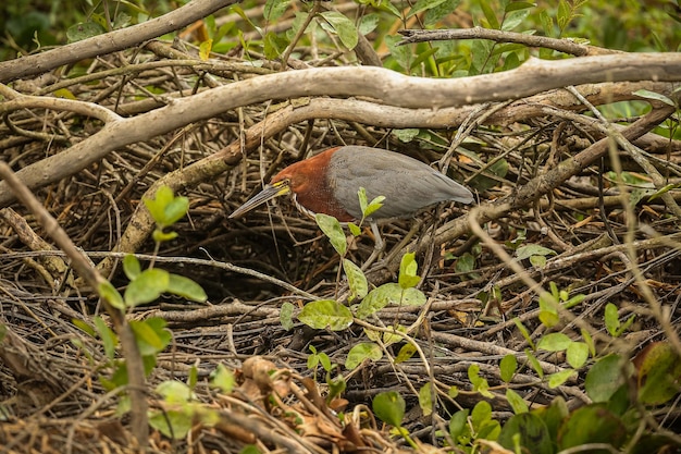 Ave majestuosa y colorida en el hábitat natural Aves del norte de Pantanal Brasil salvaje Fauna brasileña llena de selva verde Naturaleza y desierto de América del Sur