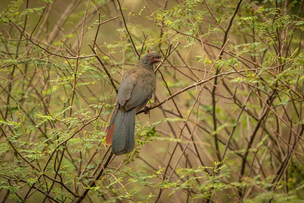 Ave majestuosa y colorida en el hábitat natural Aves del norte de Pantanal Brasil salvaje Fauna brasileña llena de selva verde Naturaleza y desierto de América del Sur