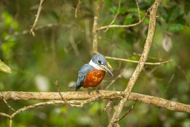 Ave majestuosa y colorida en el hábitat natural Aves del norte de Pantanal Brasil salvaje Fauna brasileña llena de selva verde Naturaleza y desierto de América del Sur