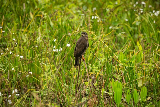 Ave majestuosa y colorida en el hábitat natural Aves del norte de Pantanal Brasil salvaje Fauna brasileña llena de selva verde Naturaleza y desierto de América del Sur