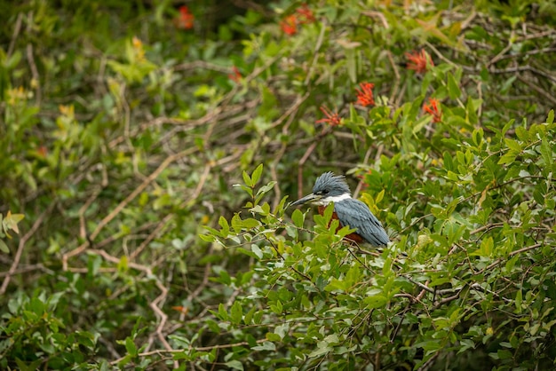 Ave majestuosa y colorida en el hábitat natural Aves del norte de Pantanal Brasil salvaje Fauna brasileña llena de selva verde Naturaleza y desierto de América del Sur