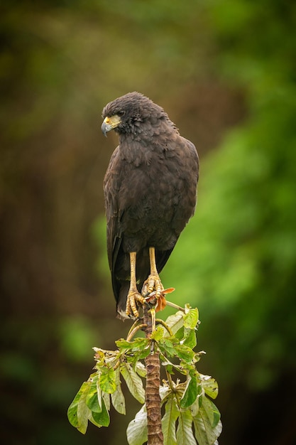 Ave majestuosa y colorida en el hábitat natural Aves del norte de Pantanal Brasil salvaje Fauna brasileña llena de selva verde Naturaleza y desierto de América del Sur