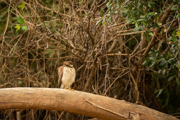 Ave majestuosa y colorida en el hábitat natural Aves del norte de Pantanal Brasil salvaje Fauna brasileña llena de selva verde Naturaleza y desierto de América del Sur