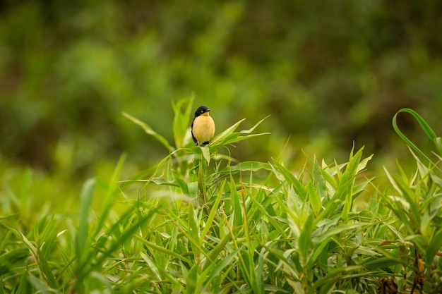 Ave majestuosa y colorida en el hábitat natural Aves del norte de Pantanal Brasil salvaje Fauna brasileña llena de selva verde Naturaleza y desierto de América del Sur