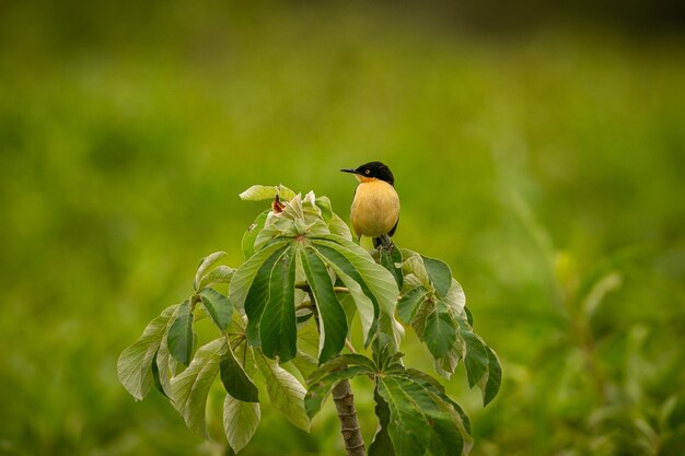 Ave majestuosa y colorida en el hábitat natural Aves del norte de Pantanal Brasil salvaje Fauna brasileña llena de selva verde Naturaleza y desierto de América del Sur