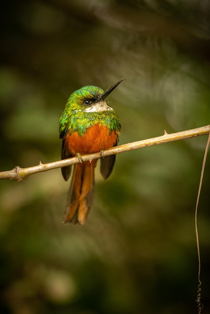 Foto gratuita ave majestuosa y colorida en el hábitat natural aves del norte de pantanal brasil salvaje fauna brasileña llena de selva verde naturaleza y desierto de américa del sur