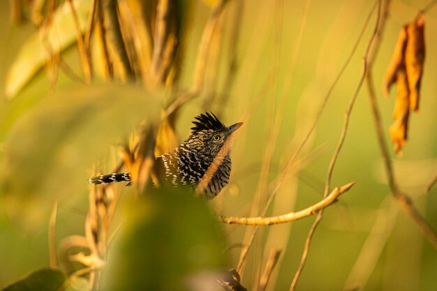 Ave majestuosa y colorida en el hábitat natural Aves del norte de Pantanal Brasil salvaje Fauna brasileña llena de selva verde Naturaleza y desierto de América del Sur