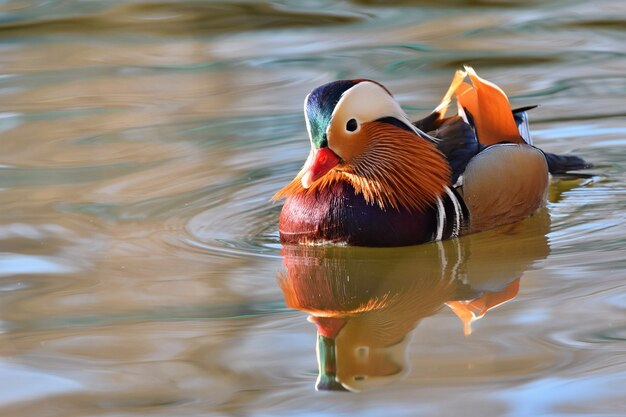 Ave nadando en un lago