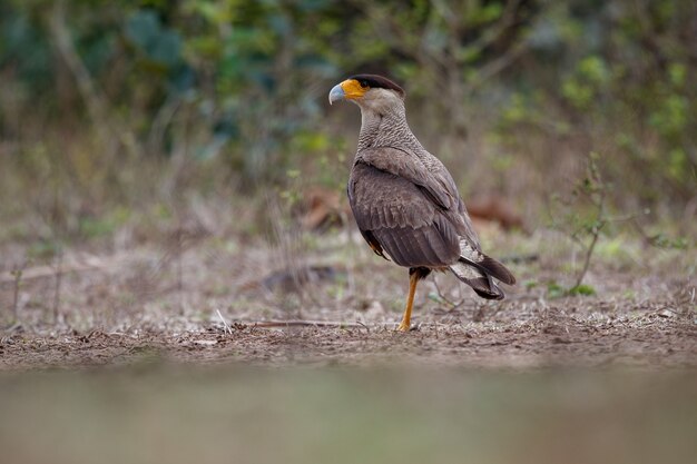 ave del pantanal en el hábitat natural
