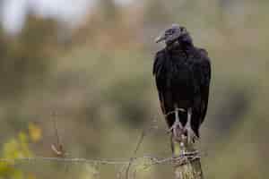Foto gratuita ave del pantanal en el hábitat natural