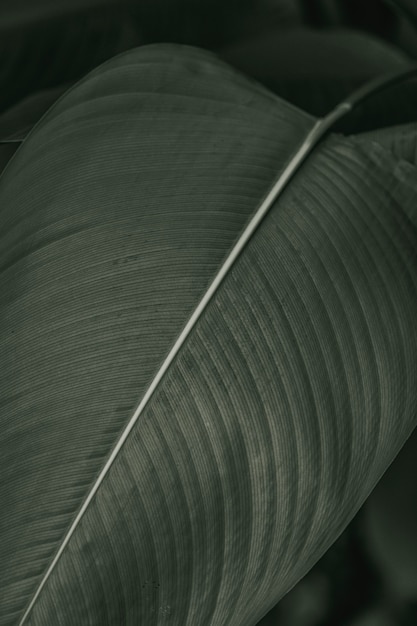 Ave del paraíso o hojas de flores de grúa en fotografía macro de efecto blanco y negro