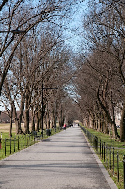 Avenida de árboles, junto a la piscina reflectante, Washington DC