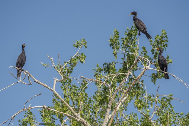 Aves cormoranes sentado en un árbol con un cielo azul