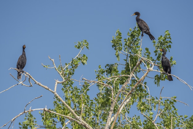 Aves cormoranes sentado en un árbol con un cielo azul