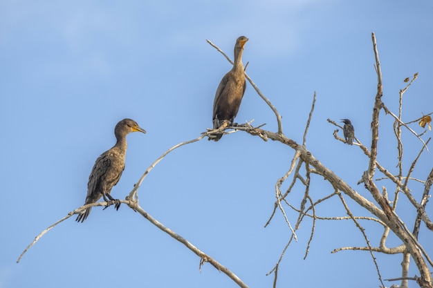 Foto gratuita aves cormoranes sentado en la rama de un árbol con un cielo azul claro