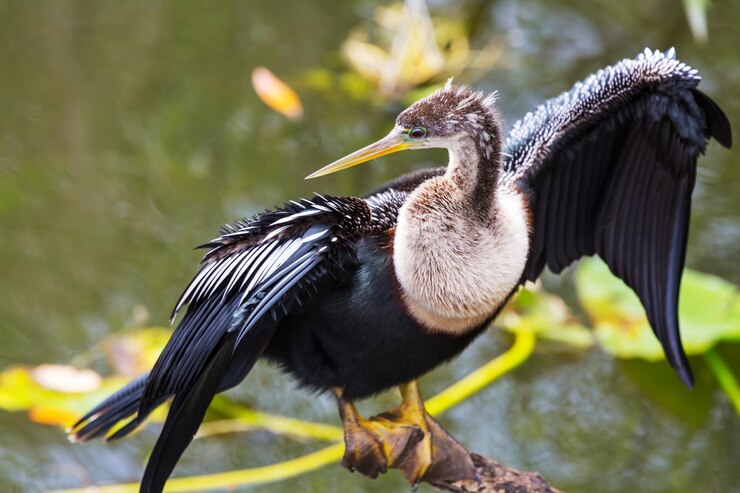 Foto gratuito aves de los everglades