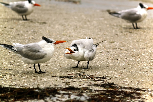 Aves marinas Sternidae de pie en la orilla durante el día