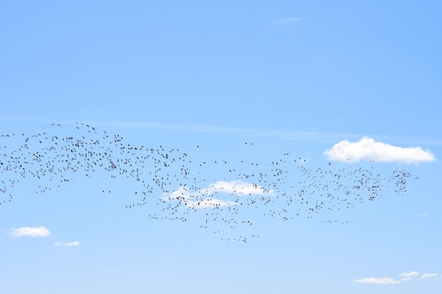 Las aves migratorias vuelven a casa en primavera a sus hábitats.