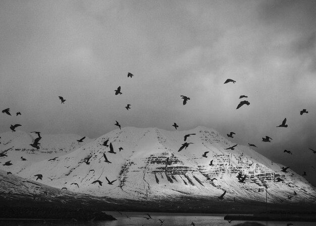 Aves en la montaña en blanco y negro.