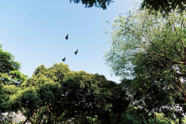 Aves volando en el cielo azul