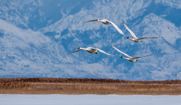 Aves volando sobre un lago