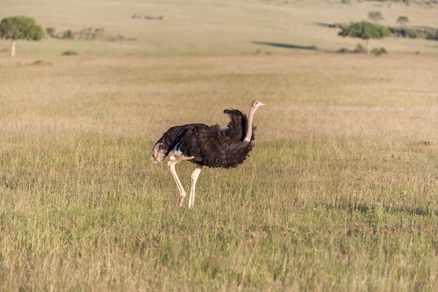 Avestruz caminando sobre la sabana en África. Safari en Amboseli, Kenia