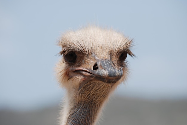 Un avestruz con sus plumas sobresaliendo alrededor de su cabeza y cuello.