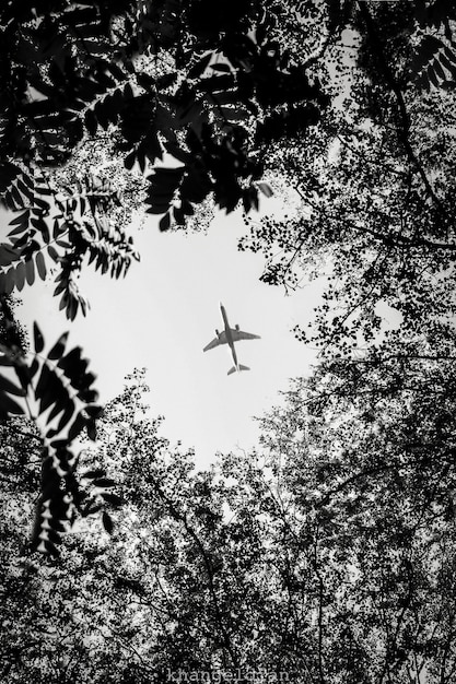 Avión volando sobre un bosque