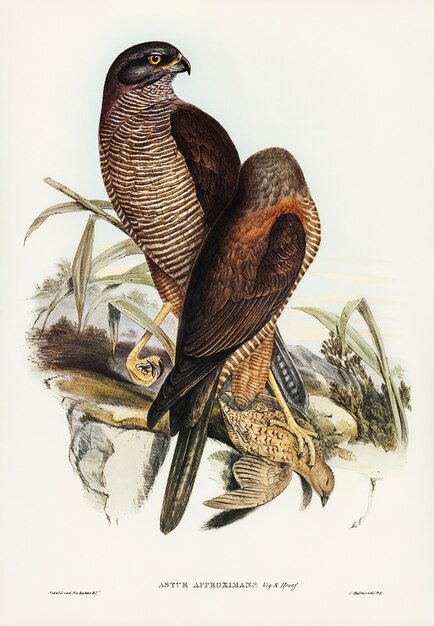 Azor australiano (Astur aproximadamente) ilustrado por Elizabeth Gould