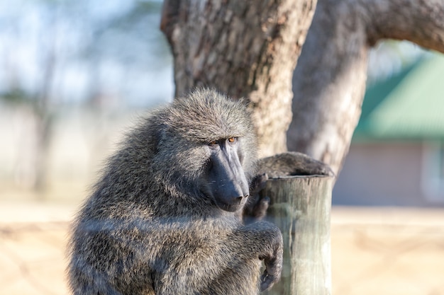 Babuino en un árbol