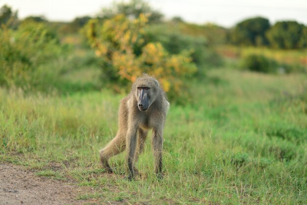 Babuino en los campos cubiertos de hierba en las selvas africanas