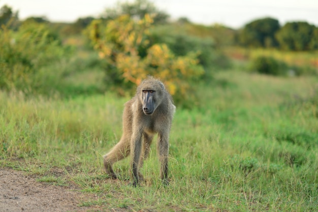 Babuino en los campos cubiertos de hierba en las selvas africanas