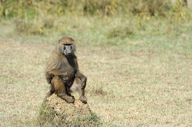 Foto gratuita babuino en el parque nacional de kenia, áfrica