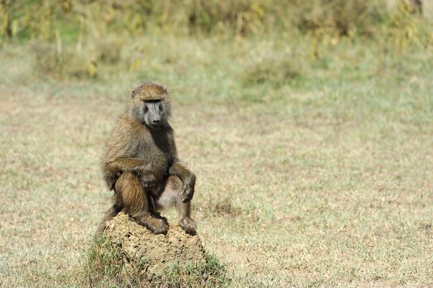 Babuino en el parque nacional de Kenia, África