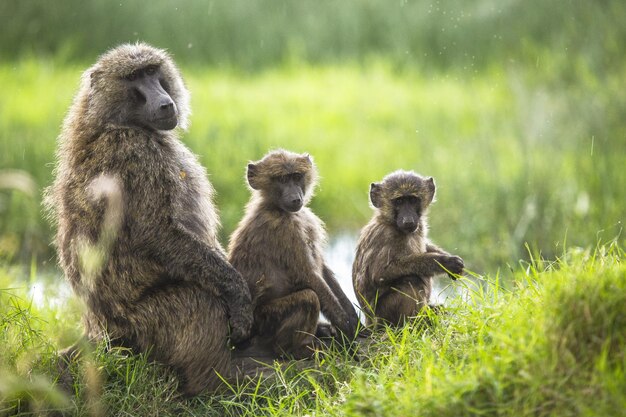 Babuino y sus hijos sentados en un campo cubierto de hierba capturados en Nakuru, Kenia