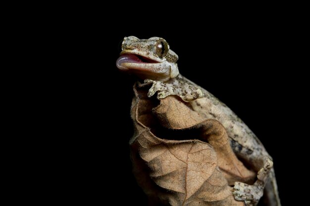 Baby Flying gecko sobre hojas secas