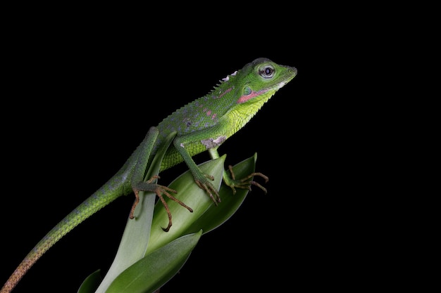 Baby green Jubata lagarto camuflaje en hojas verdes con superficie negra