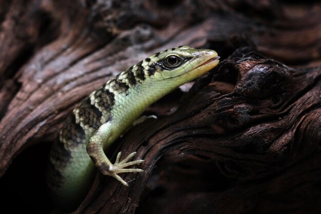 Baby Olive Tree skink dasia olivacea sobre madera