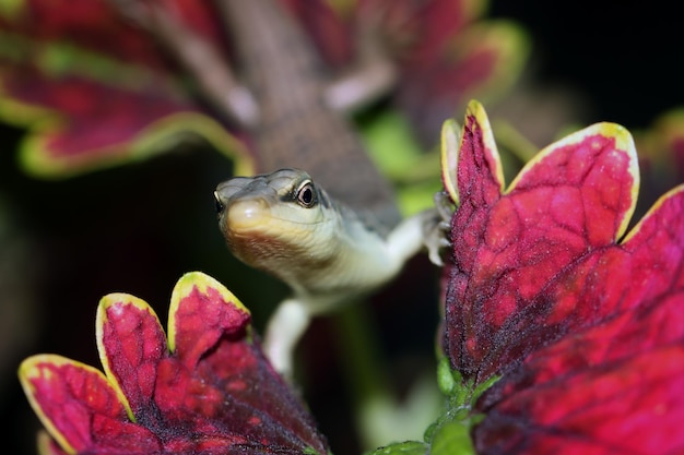 Foto gratuita baby olive tree skink dasia olivaceaon hojas