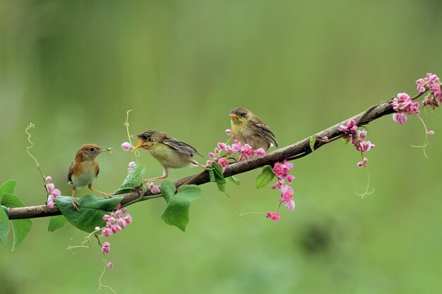 Baby Zitting Cisticola bird esperando comida de su madre