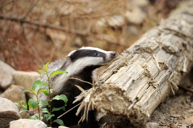 Badger cerca de su madriguera en el bosque.