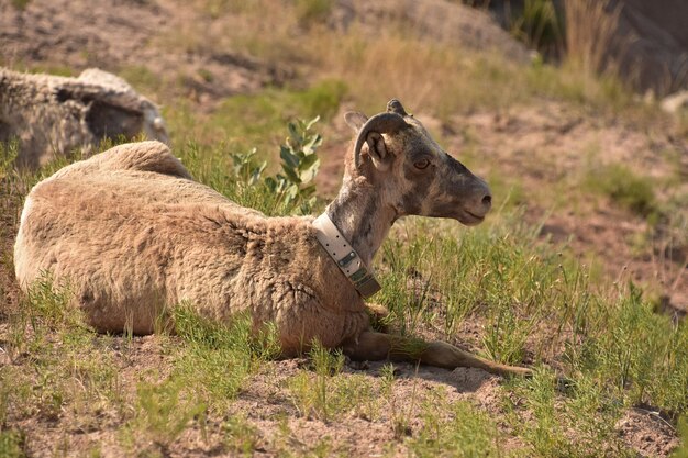 Badlands con un borrego cimarrón acostado