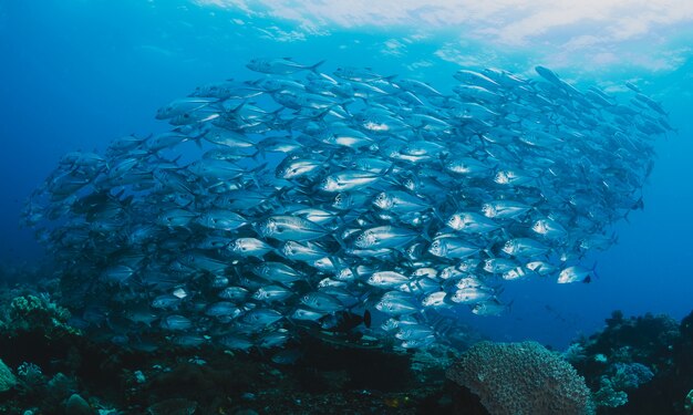 Bajío de peces bajo el agua