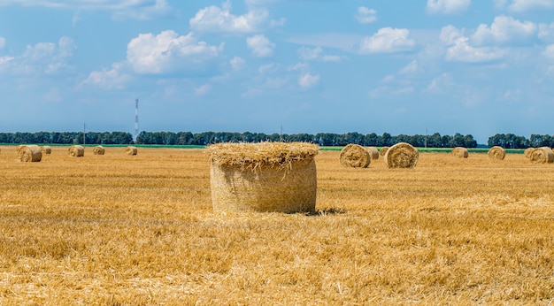 Balas de heno en el campo después de la cosecha.